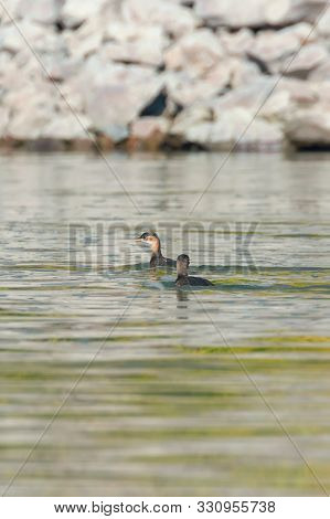 Little Grebe In Water (tachybaptus Ruficollis)  