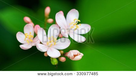 Botany Fresh Pink Jatropha Integerrima Flower On On Blurred Green Leaves Background. Peregrina Or Sp