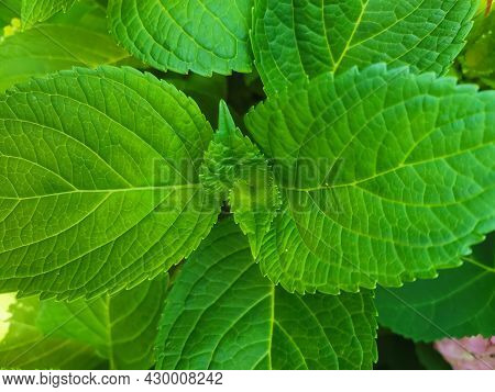 Background Of Green Mint Leaves Close Up.