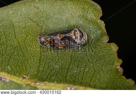 Small Typical Leafhopper Of The Subfamily Deltocephalinae