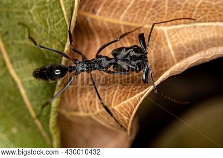 Adult Trap-jaw Ant Of The Genus Odontomachus