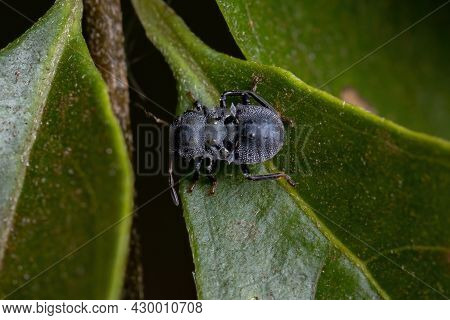 Pentatomomorph Bug That Mimics Tortoise Ants Of The Genus Cephalotes