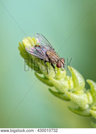 Adult Flesh Fly Of The Family Sarcophagidae