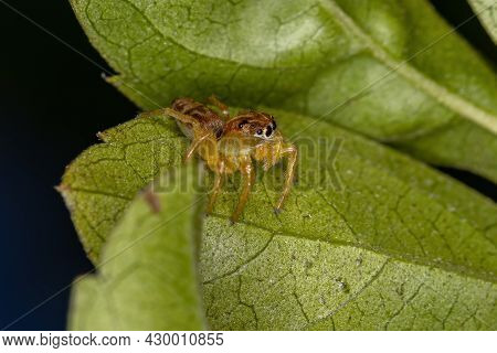 Small Jumping Spider Of The Genus Frigga