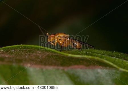 Adult Lauxaniid Fly Of The Family Lauxaniidae