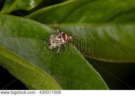 Adult Plant Bug Of The Tribe Mirini