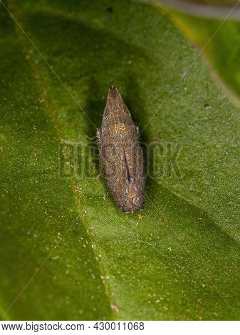 Small Typical Leafhopper Of The Tribe Scaphytopiini