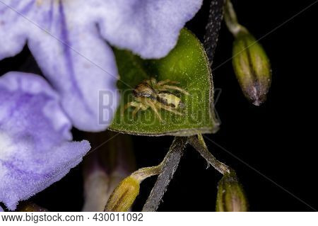 Small Jumping Spider Of The Genus Frigga