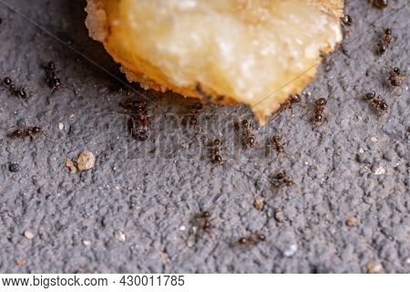 Adult Big-headed Ants