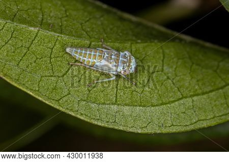Typical Leafhopper Nymph Of The Family Cicadellidae