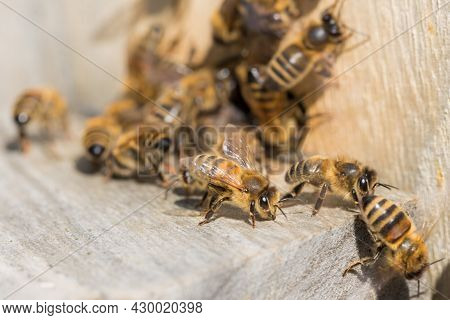 Honey Bee Amid Swarm Of Bees Sitting At Beehive Entrance. The Beekeeping Animal Is Waiting In Row Fo