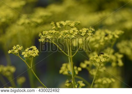 Golden Lace (patrinia Scabiosifolia) Flowers. Caprifoliaceae Perennial Grass.