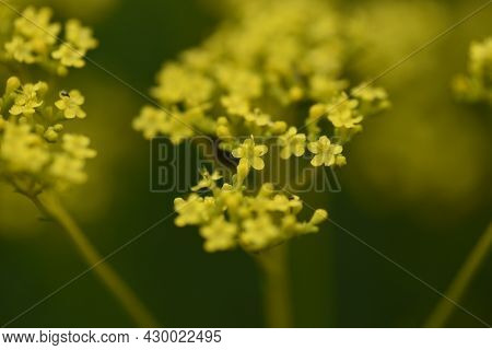 Golden Lace (patrinia Scabiosifolia) Flowers. Caprifoliaceae Perennial Grass.