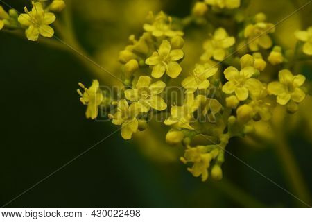 Golden Lace (patrinia Scabiosifolia) Flowers. Caprifoliaceae Perennial Grass.