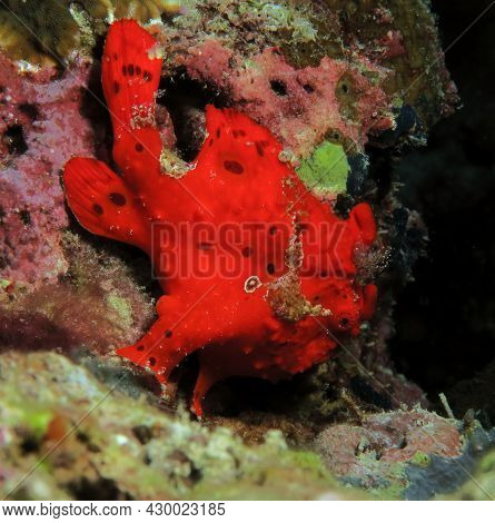 A Painted Frogfish Also Known As Antennarius Pictus Cebu Philippines