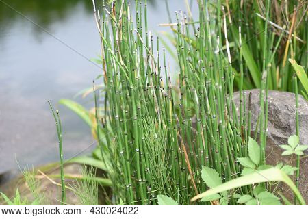 Horsetail Is Used To Create Waterside Scenery In Japanese Gardens.