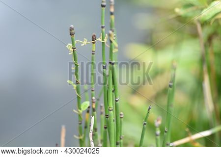 Horsetail Is Used To Create Waterside Scenery In Japanese Gardens.