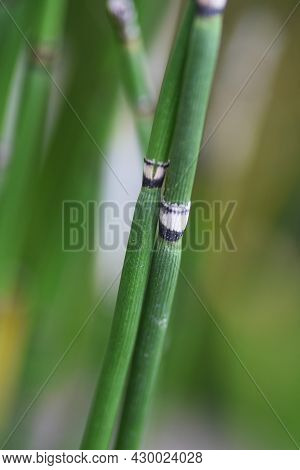 Horsetail Is Used To Create Waterside Scenery In Japanese Gardens.