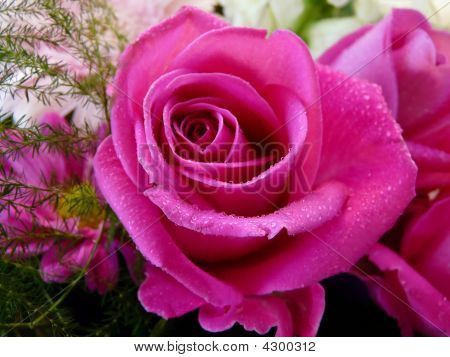 Rose Rose Macro