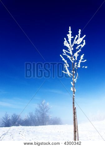 Arbre dans la neige