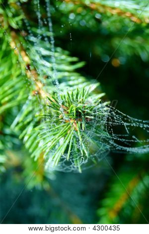 Branche de sapin