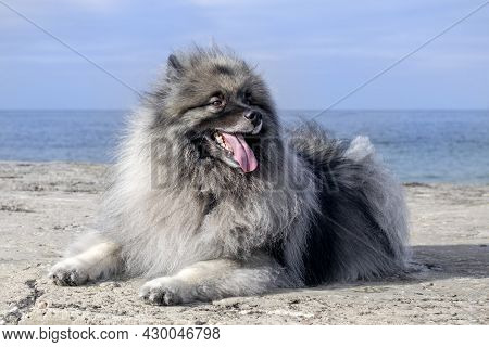 Keeshond Dog On The Background Of The Sea.