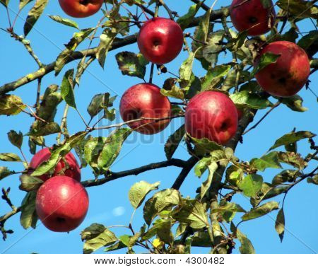Pommier