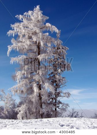 Neige et arbre