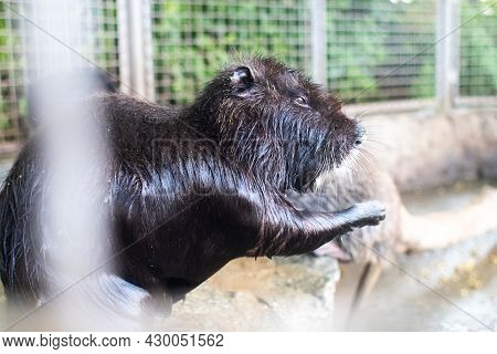 Close-up Of Nutria At Zoo. View From Behind A Cage On Many Big Rat Animals. Yellow Teeth And Claws.