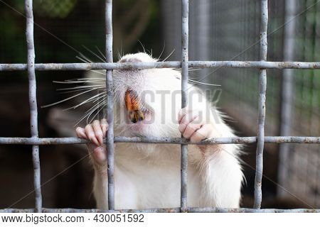 Close-up Of Nutria At Zoo. View From Behind A Cage On Many Big Rat Animals. Yellow Teeth And Claws.