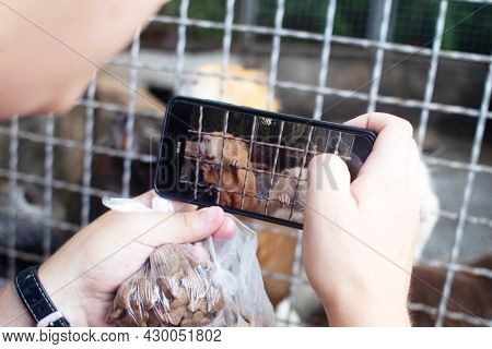 Close-up Of Nutria At Zoo. View From Behind A Cage On Many Big Rat Animals. Yellow Teeth And Claws.