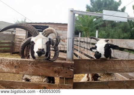 Close-up Of Sheep Jacob, Who Looks Into The Frame And Makes A Baa Sound At The End Of The Video. The