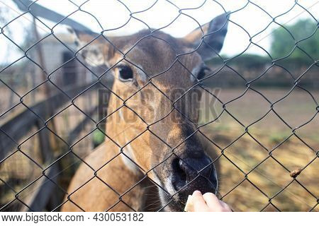 Close-up Of The Nilgai Cloven-hoofed Animal. Rare And Exotic Species. Petting Zoo And Feeding. The A
