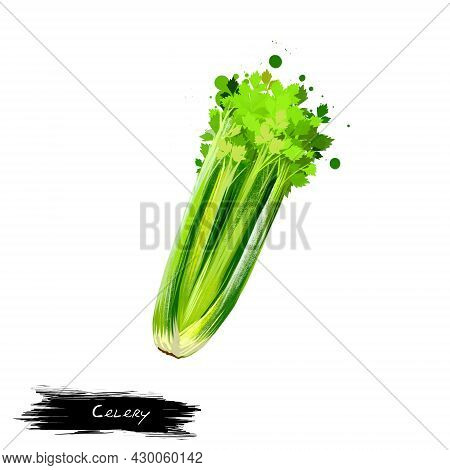 Celery Vegetable Isolated On White Background. Hand Drawn Illustration Of Green Celery Long Fibrous 