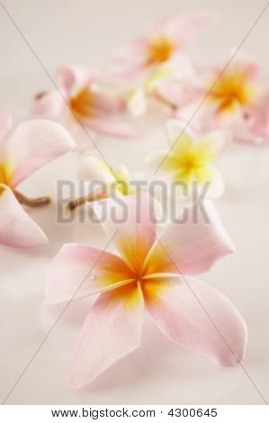 Par Pink blomster