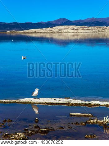 Many birds feed on the shores of Mono Lake. Picturesque Mono Lake with lime-tuff towers. USA. Evening by the lake. The concept of active, ecological, exotic and photo tourism