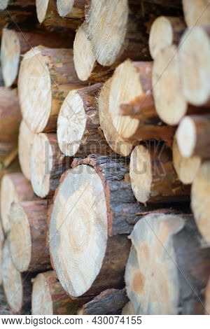 Sawn Logs Of Pine Forest, Roundwood Timber, Logging