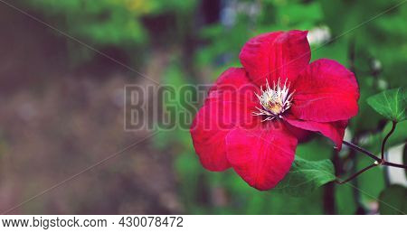 Mothers Day Card Or Background With Red Clematis Flower And Copy Space
