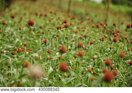 Close-up Of Globe Amaranth Or Gomphrena Globosa Flower
