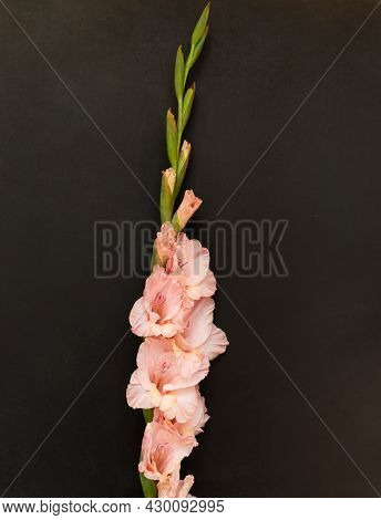 Pink Gladioluses On Black Background. Gladiolus With Copy Space. Greeting Card Fo Valentines Day, Mo