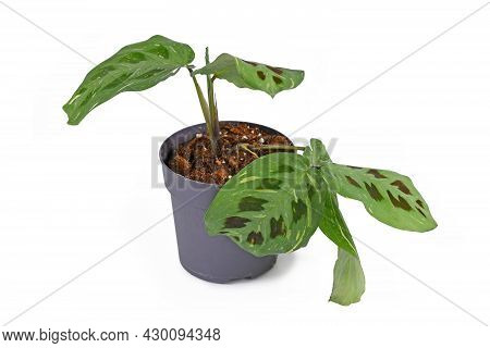 Tropical Houseplant With Botanic Name 'maranta Leuconeura Kerchoveana Variagata'  With Spotted Leave