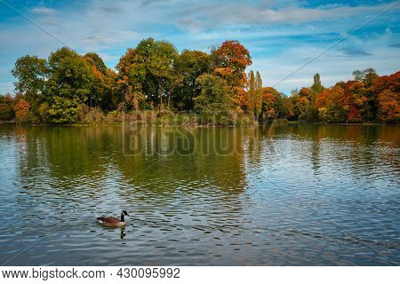 Ducks in a lake in Munich English garden Englischer garten park. Autumn colours on trees and leaves reflecting in water. Munchen, Bavaria, Germany