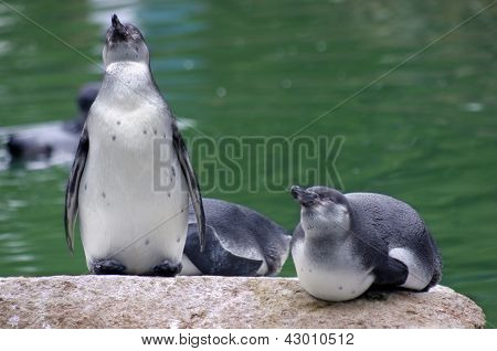 Penguins