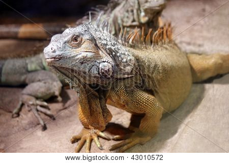 Iso Iguana lisko
