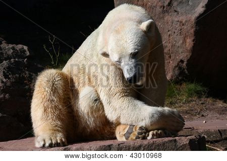 Polar Bear