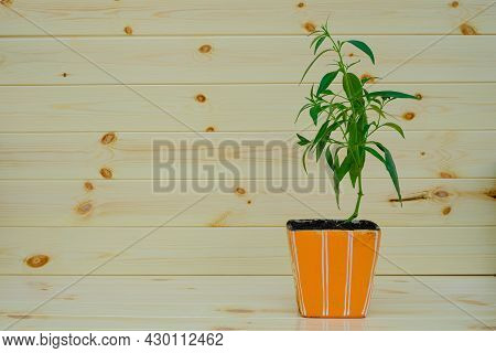 Kariyat Or Andrographis Paniculata In Plant Pot Thai Herbal Medicine Herbs At Wood Wall Background