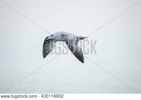 Beautiful Closeup View Of Small Flying Western European Herring Gull (larus Argentatus Argenteus) Ag