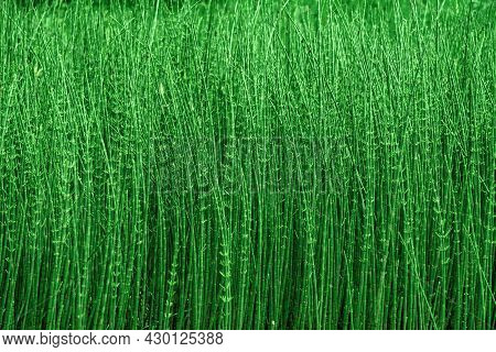 Thickets Of Horsetails, Green Natural Partially Blurred Background