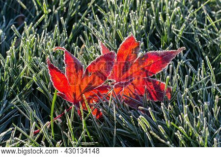 Fallen Frosty Autumn Red Maple Leaves, Sunny Morning.
