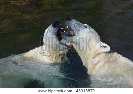 Polarbear